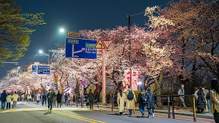 Seoul Cherry Blossom Festival Yeouido Hangang Park  Best Place to Visit in Korea 4K HDR [upl. by Notnelc147]