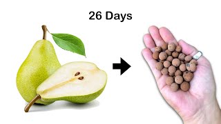 119 How to Grow Pear Tree from Seed at Home  Part 1  026 Days [upl. by Mcdougall]