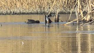 Northern Shovelers Feeding Behavior [upl. by Egiap]