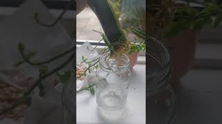 HOW TO PROPAGATE SNAKE PLANT IN WATER FROM ITS LEAFgarden snake plant  shorts [upl. by Anigroeg799]