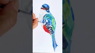 Pintó un tocororo cubano en acuarela art watercolor birdpainting watercolortutorial [upl. by Ayenet]