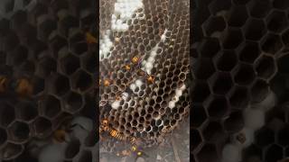 Smoke out the giant hornets nest hornets gianthornet [upl. by Ettenom]