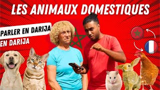 74  APPRENDRE LE DARIJA  DIALECTE MAROCAIN  Les animaux domestiques [upl. by Leibarg]