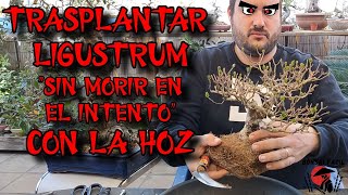 Trasplante ligustrum PETADO de raiz  Bonsai Facil [upl. by Bumgardner]