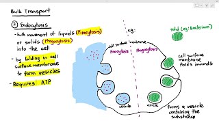 415 Bulk Transport Endocytosis amp Exocytosis Cambridge AS amp A Level Biology 9700 [upl. by Aihsar]