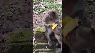 Love monkeyeat mango so funny😘🐒🥭ld7 monkeys viral animals shortsvideo monkey youtubeshorts [upl. by Seow]