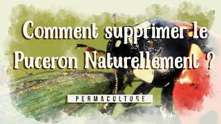 Comment supprimer les pucerons naturellement dans le potager [upl. by Fessuoy]