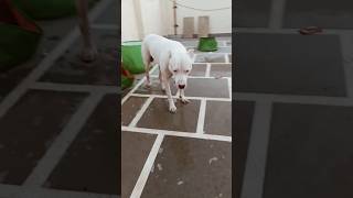 Argentino dog dogs argentino dog ytshort trending youtubeshorts viral foryou india [upl. by Ennayhs]