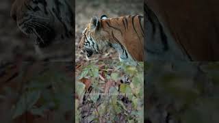 What are interesting facts about the Bengal tiger [upl. by Laban556]