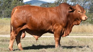 LOT 9  SEYMOUR OZIAS ASC23722M [upl. by Aizat800]