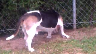 Basset Hound Cancer  Lymphoma Dog Loving Life Baking Soda Treatment Case PH Stunts Cancer [upl. by Benedicto]