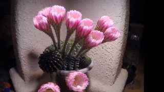 Night Blooming Cactus TIMELAPSE [upl. by Childers60]