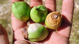 Eating young Dwarf Coconuts  Chilean Wine Palm Jubaea chilensis [upl. by Einnalem]