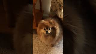 tiny Pomeranian dogs barking sounds little Pom [upl. by Carlisle480]