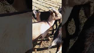 Reindeer bells and were ready to hit the trail 💕🎉 music goat animals farm training [upl. by Anaitsirk]