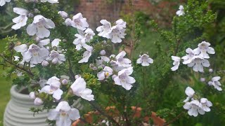 Prostanthera cuneata Alpine Mint Bush [upl. by Eal913]