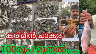 കരിമീൻ ചാകര ചൂള തെരുവിലെ കരിമീൻ ലേലംkeralafishing [upl. by Aivitnahs]