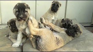 ASLAN PARÇALARI BUNLAR MAŞALLAH  Brave amp Cute Little Kangal Puppies [upl. by Naul]