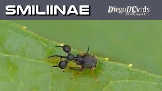 Cyphonia clavata treehopper Membracidae  Smiliinae [upl. by Centonze737]