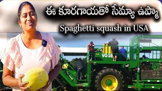 Spaghetti Squash  అమెరికాలో గుమ్మడికాయ పొలం SHWAARAVLOGS [upl. by Lottie]