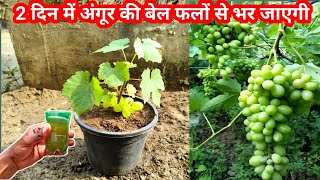 अंगूर का पौधा 2 दिन में फलों से भर जाएगा  Grape plant care in pot at home [upl. by Salesin]