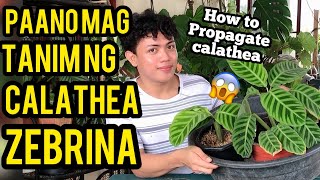 HOW I PROPAGATE MY CALATHEA ZEBRINA  CARE TIPS [upl. by Haiacim]