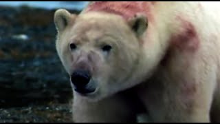 Polar Bears Ambush a Colony of Walruses  Polar Bear Battlefield  BBC Earth [upl. by Naveb]