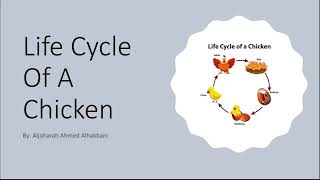 Life cycle of a chicken [upl. by Jdavie]