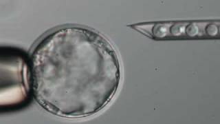 Blastocyst Microinjection [upl. by Powell676]