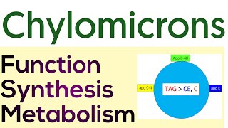 Chylomicrons Metabolism  Formation Functions amp Metabolism chylomicrons [upl. by Nnylsaj]