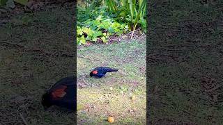 Redwinged blackbird [upl. by Neerihs]