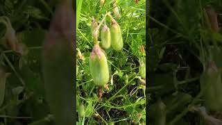 Crotalaria retusa crotalariaretusa plant shorts [upl. by Roldan]