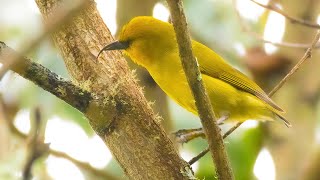 Hakalau Forest National Wildlife Refuge  1612 2022  Big Island Hawaii [upl. by Enovahs]