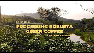 Processing Robusta Green Coffee [upl. by Eelaras]