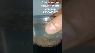 grindal worms culture for sale grindalworm [upl. by Letreece]