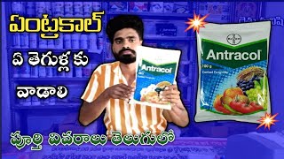 Bayer Antracol Contact Fungicide use in teluguPropineb 70wpZink Difenceny ControlRythu Manishi [upl. by Marylee]