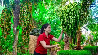 Harvest ARENGA PINNATA amp Goes To Market Sell  Harvesting And Cooking  Lý Song Ca [upl. by Odette]