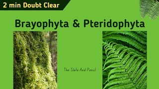 Difference between Bryophytes vs Pteridophytes  Hindi  tsplearning [upl. by Pirzada]