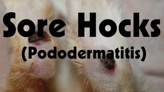 Sore Hocks Pododermatitis [upl. by Migeon]