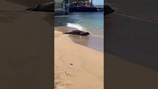 Monk Seal N14 [upl. by Noeled]