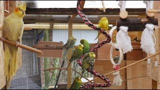 Over 3 Hours of Budgies and Cockatiels Talking Singing and Playing in their Aviary [upl. by Ahsoem]