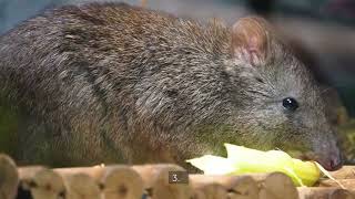 The kangaroo rat does not drink water weirdfacts wildlife animallover kangaroorat [upl. by Zadack]