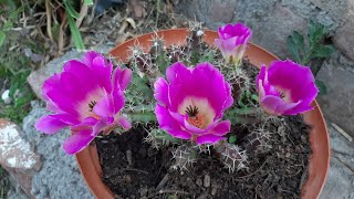 Cuidados del cactus Echinocereus pentalophus  Alicoche Falso [upl. by Ardnasirhc]