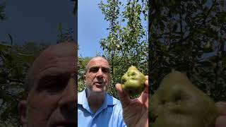 Best Pear Tree I review the Kieffer Moonglow and Warren pears [upl. by Frerichs]