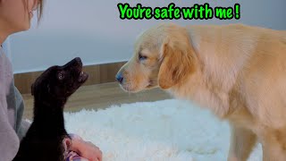 My Golden Retrievers Gentle Approach to a Terrified Rescue Puppy [upl. by Aldin]