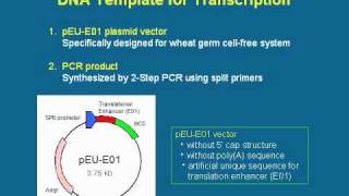 Wheat Germ CellFree Protein Synthesis  Lecture Series 1 [upl. by Beryle]