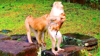 What HappenMonkey Louy hug her baby Lexi stand up to look enemy come attack them amp they escape [upl. by Thissa]