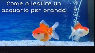 PESCI ROSSI come allestire un acquario fatto apposta per loro acquario pescirossi oranda [upl. by Ellezig]