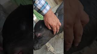 Calf with theileriosis and treatment [upl. by Nagirrek]