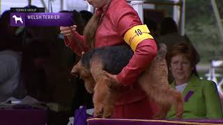 Welsh Terriers  Breed Judging 2021 [upl. by Kali]